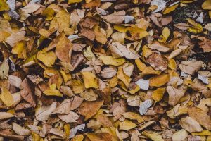 fall cleanup services Amery Wisconsin